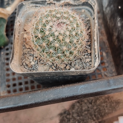 2758处理仙人球的方法