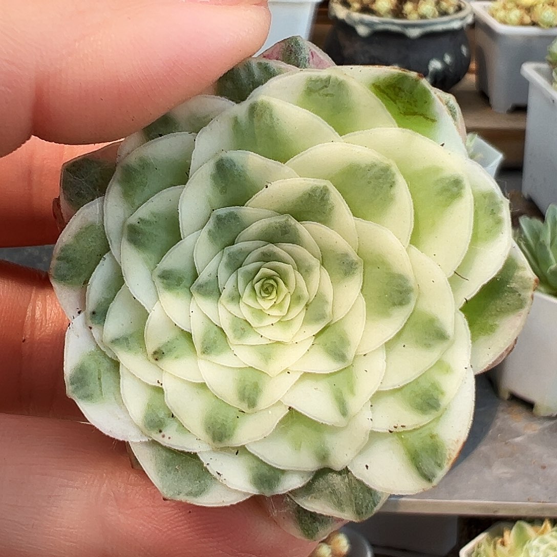 山地玫瑰锦冬雪5月26日564号