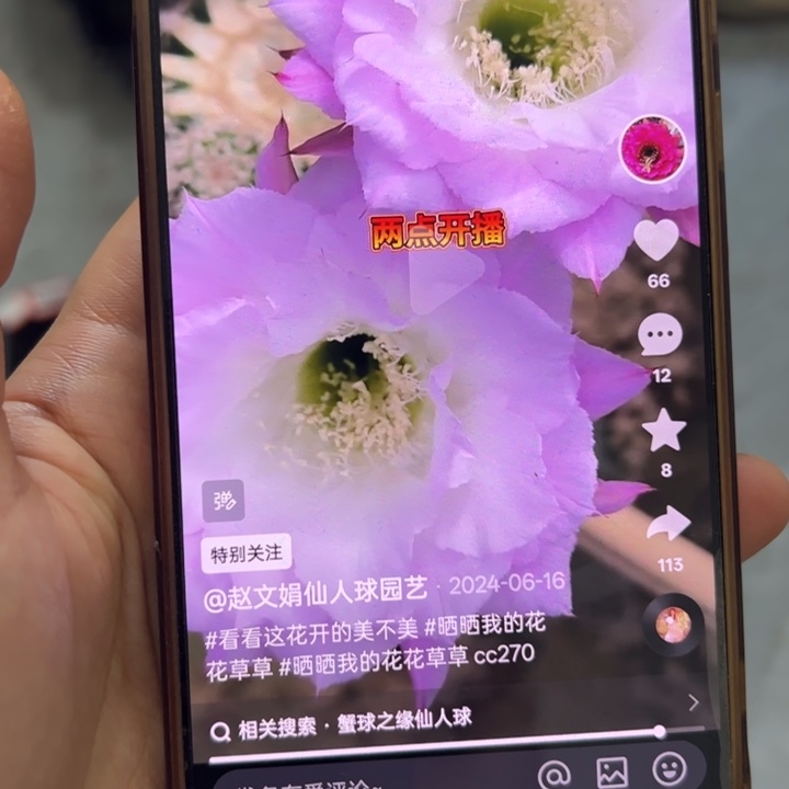 仙人球彩草歪cc270