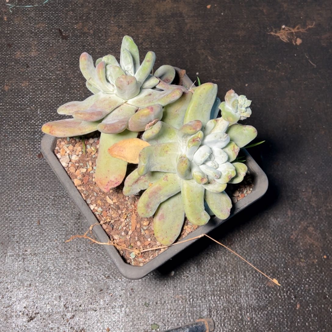 8291哈哈哈哈哈哈哈哈哈