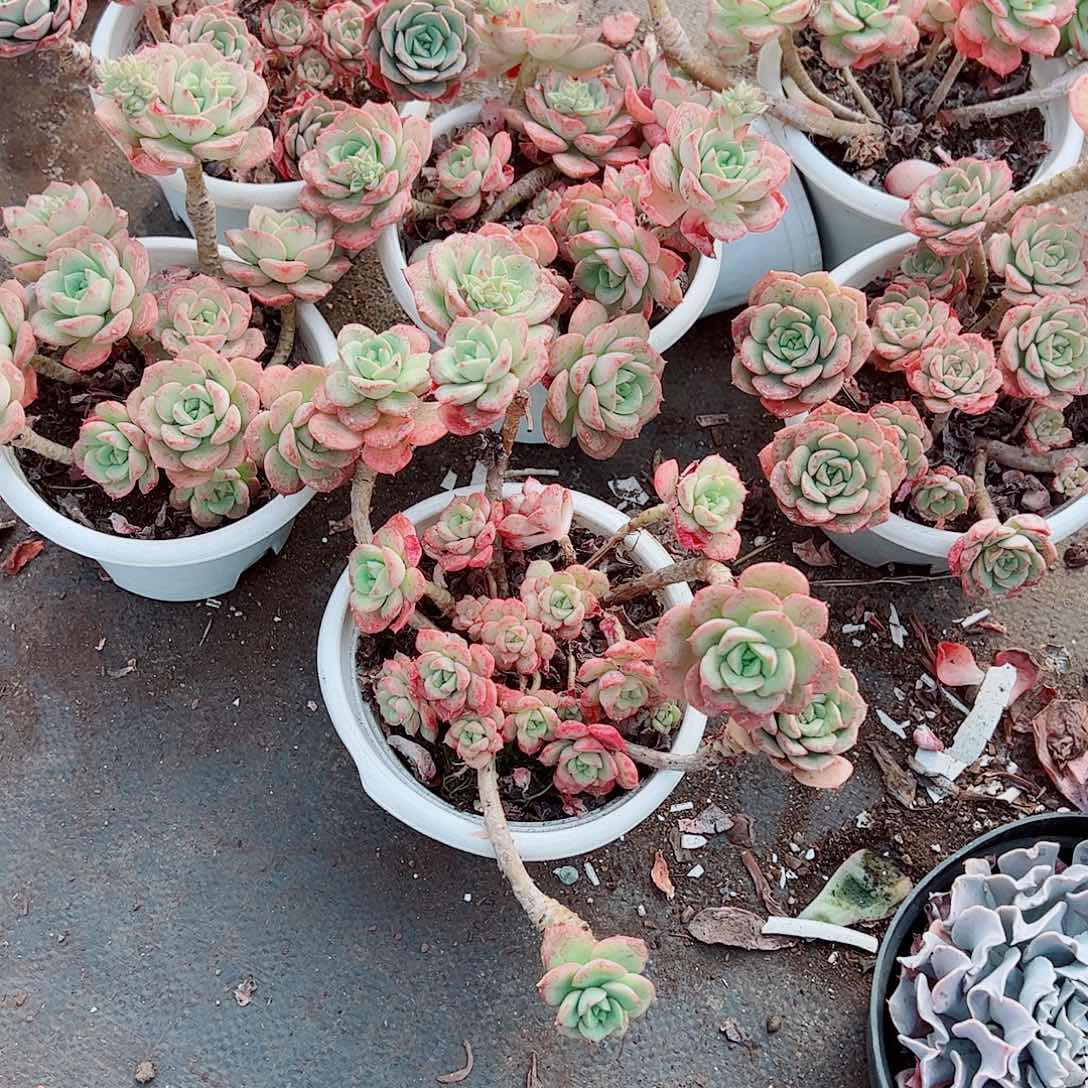 妮可沙拉玫瑰多头群生精品特价