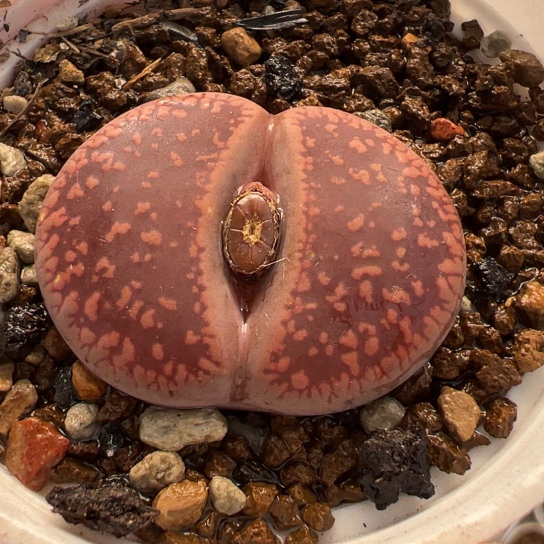 652多肉植物种类多样