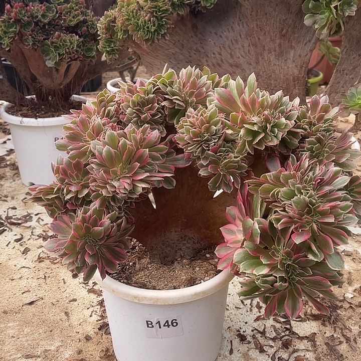 B146粉女郎缀化55-1