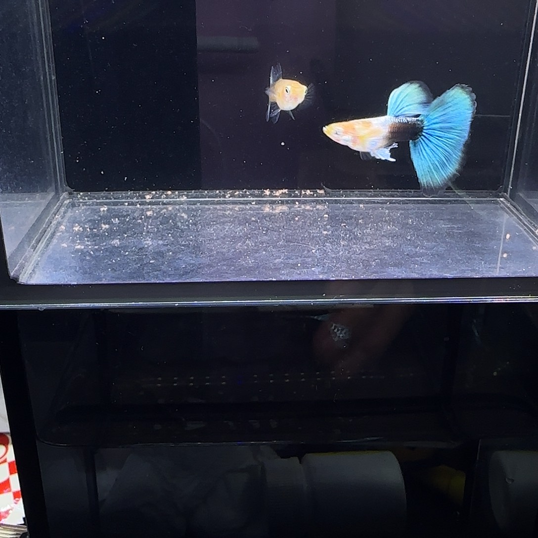 孔雀鱼黄化蓝礼服欧意一对