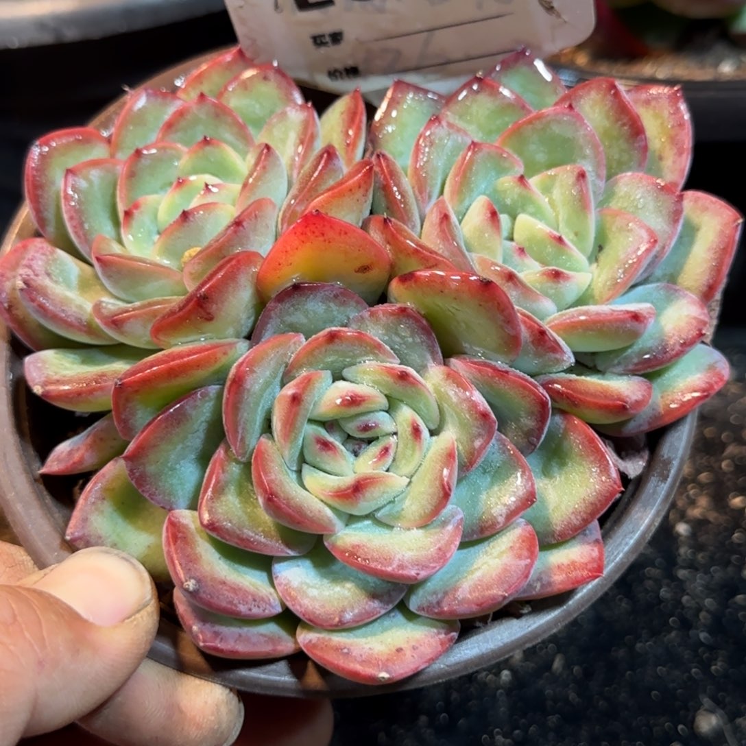 血液王子惊鸿一物一拍包装收缩花旱614