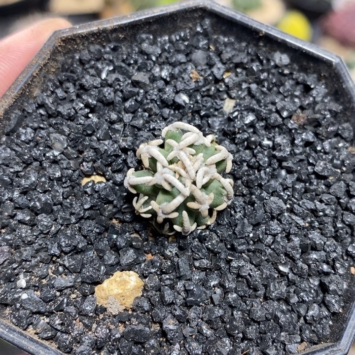 自根飞鸟173号1.8cm