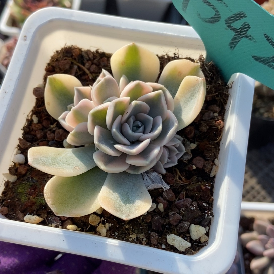 1542汉堡锦多肉植物多肉