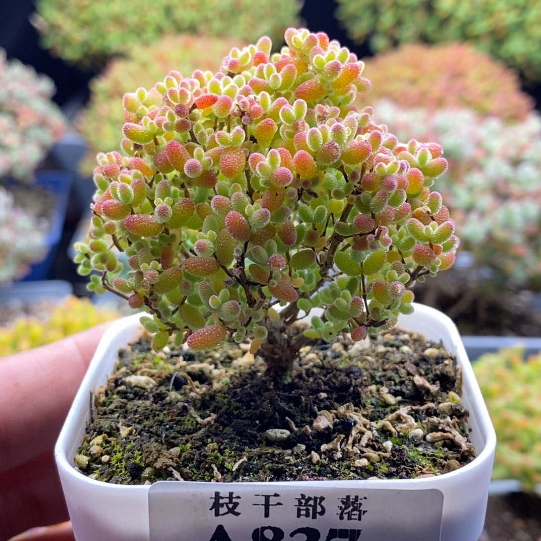 蜜橘糖球837。            