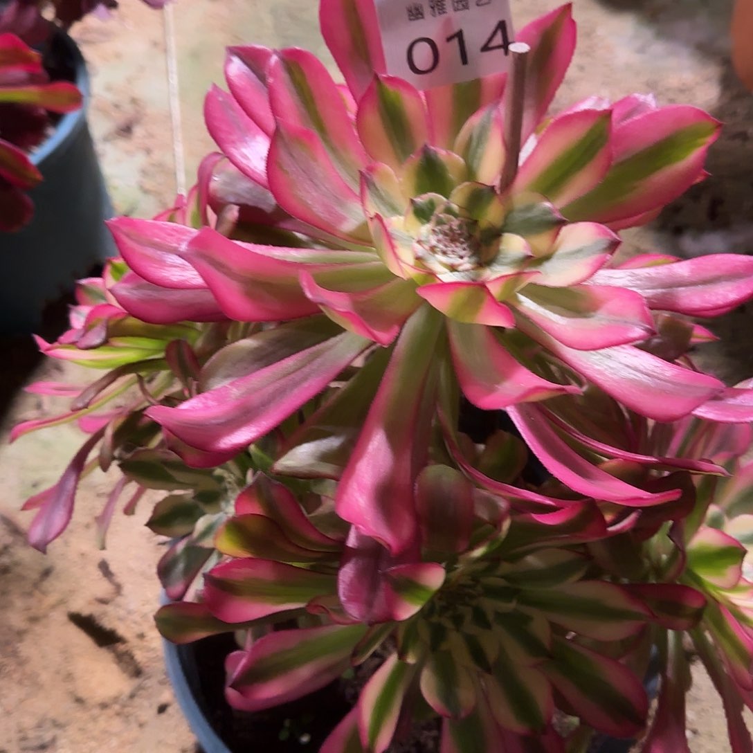 多肉植物维纳斯014