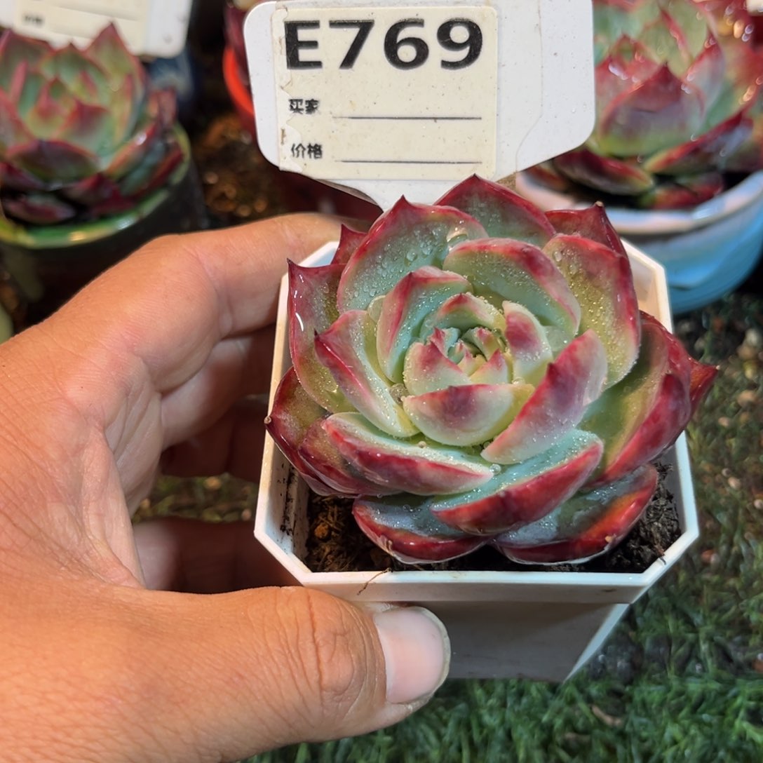 惊鸿一瞥769号多肉