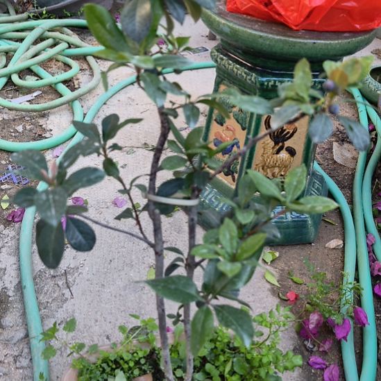 老***Y春花一个土球发货