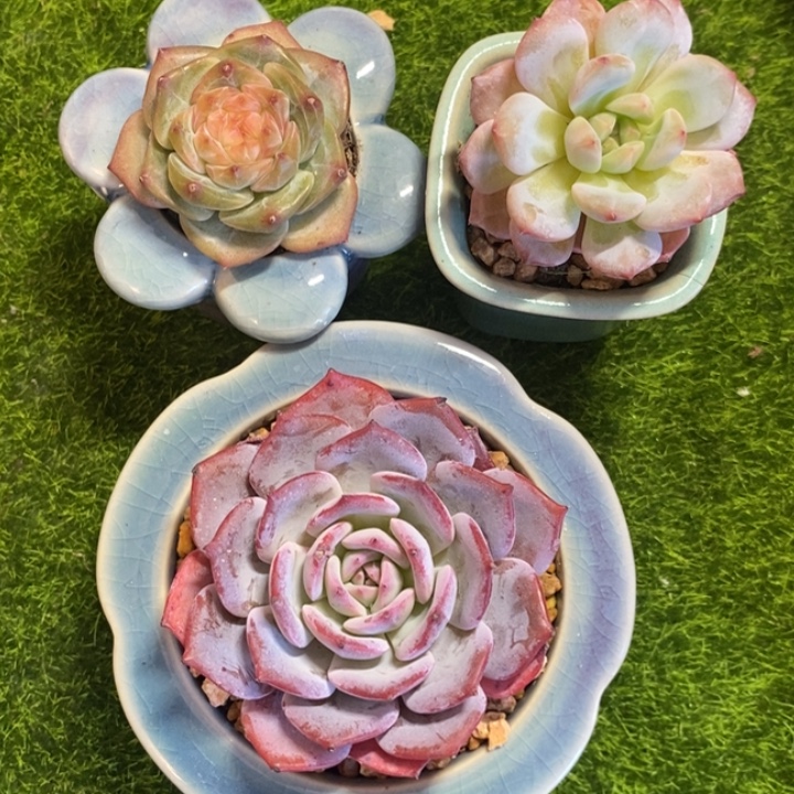 一物一拍所见所得