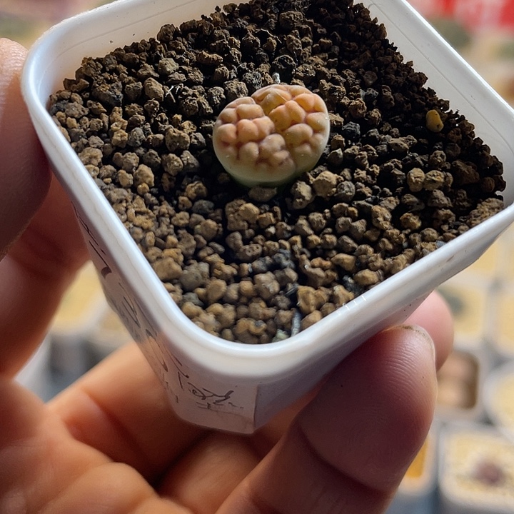 佳人园艺多肉生石花超级花纹玉优选736