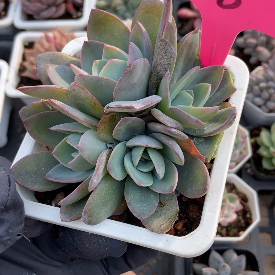 18布鲁蓝多肉植物多肉