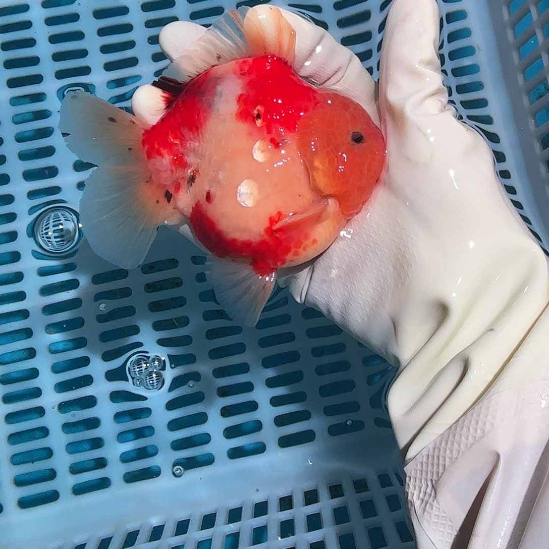 金鱼金鱼557550855