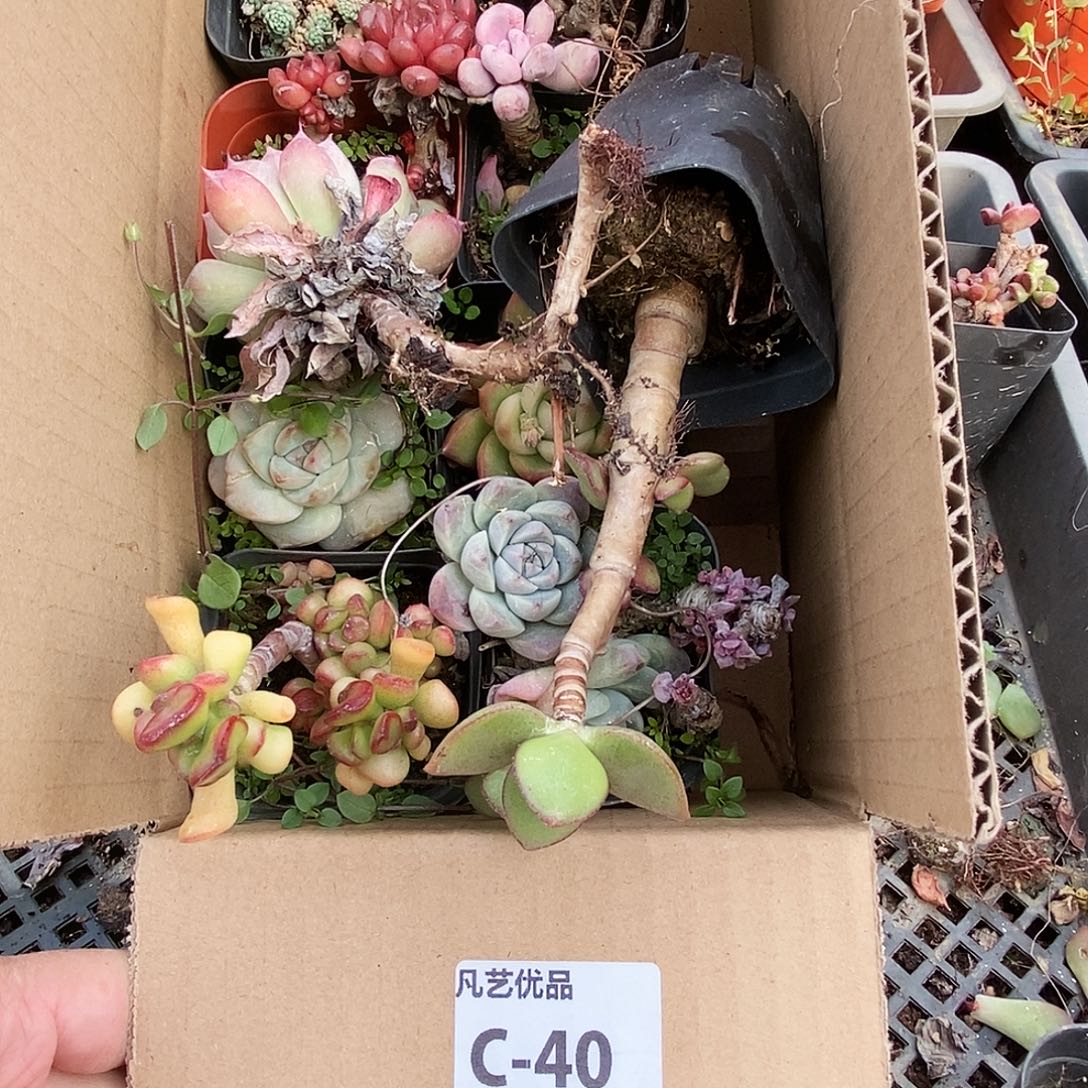 一物一拍C40满9.9包邮