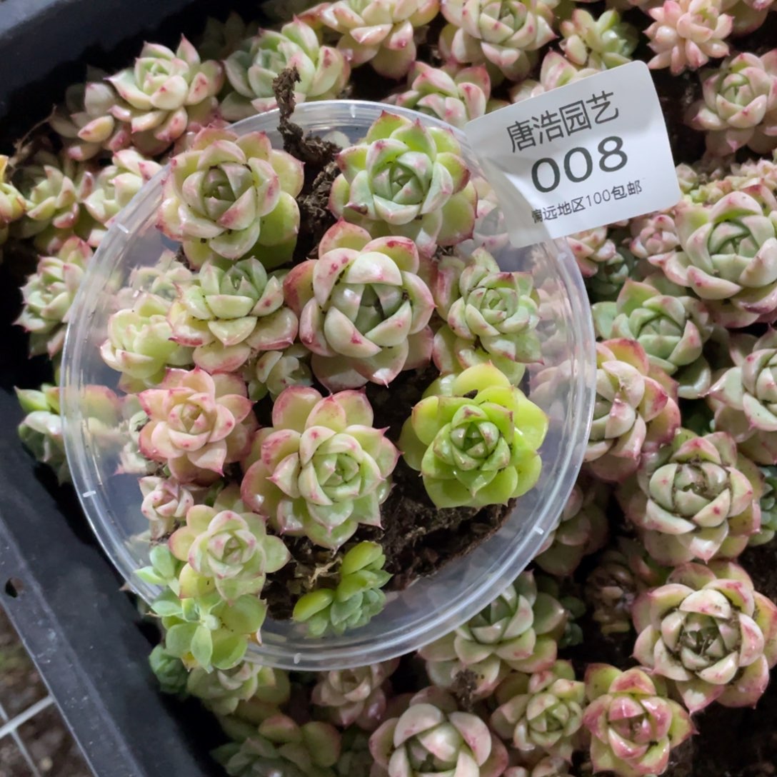 麦秆量拍一分一盒008