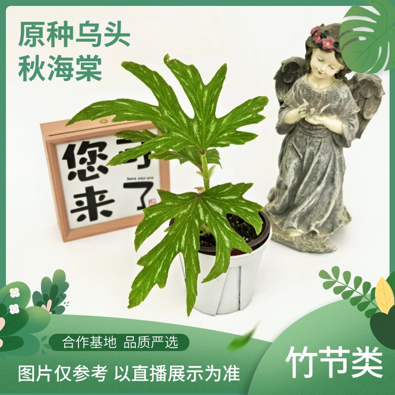 原种乌头秋海棠，室内观叶植物秋海棠盆栽好养
