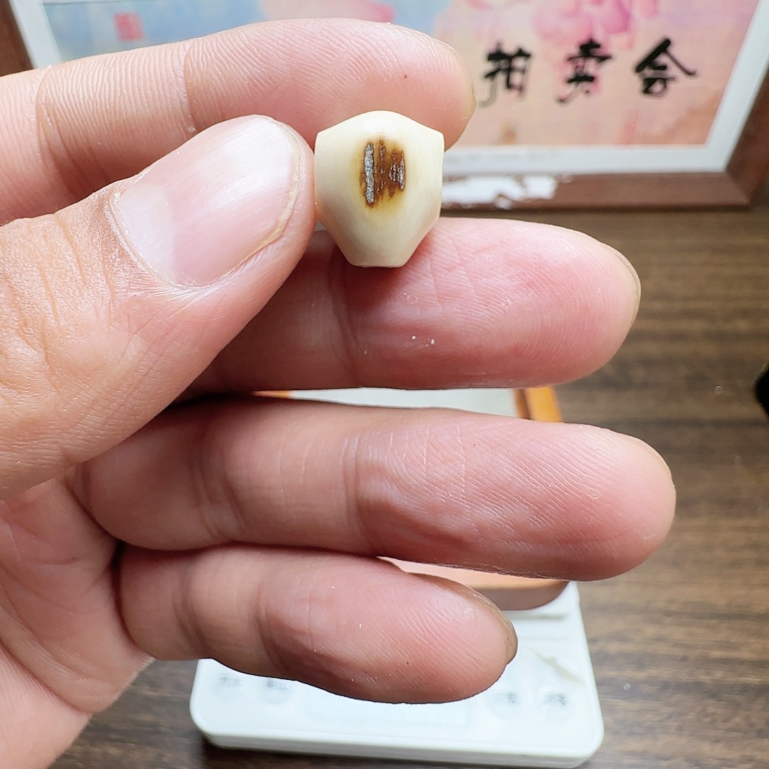 猛犸牙11.1鲨鱼呗三通