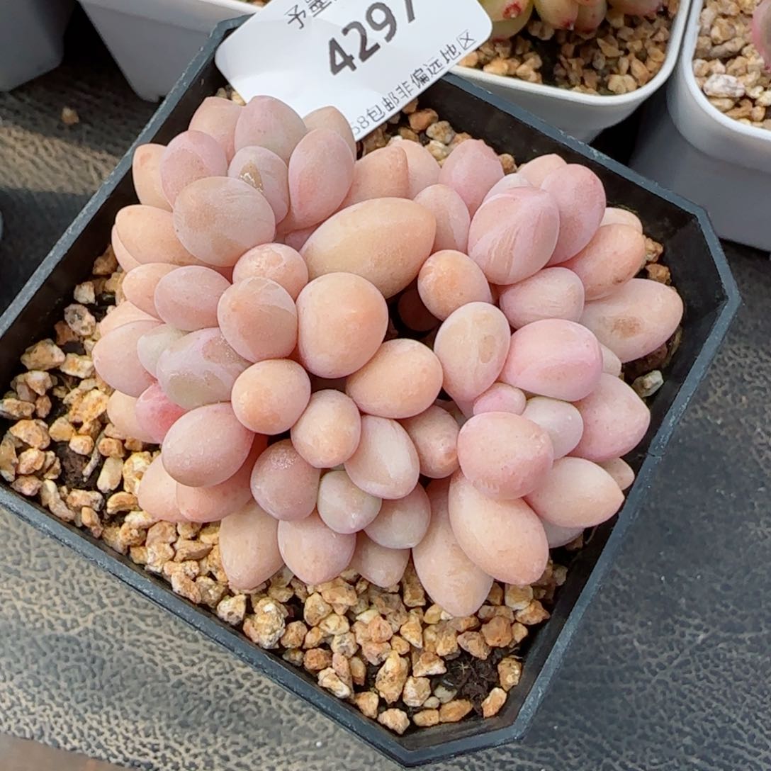 汤圆无砍，4297多肉植物