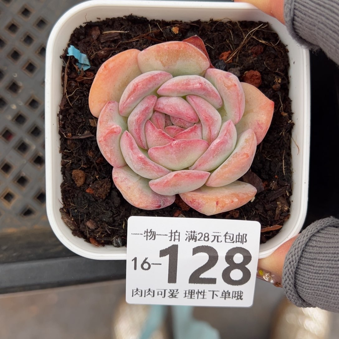 石化桔子冰多肉多肉多肉多肉