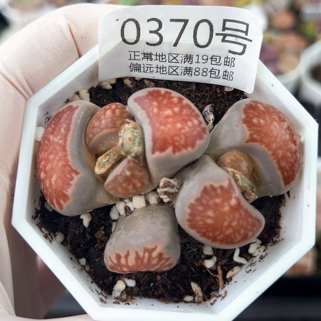 好养易活生石花大母本0370