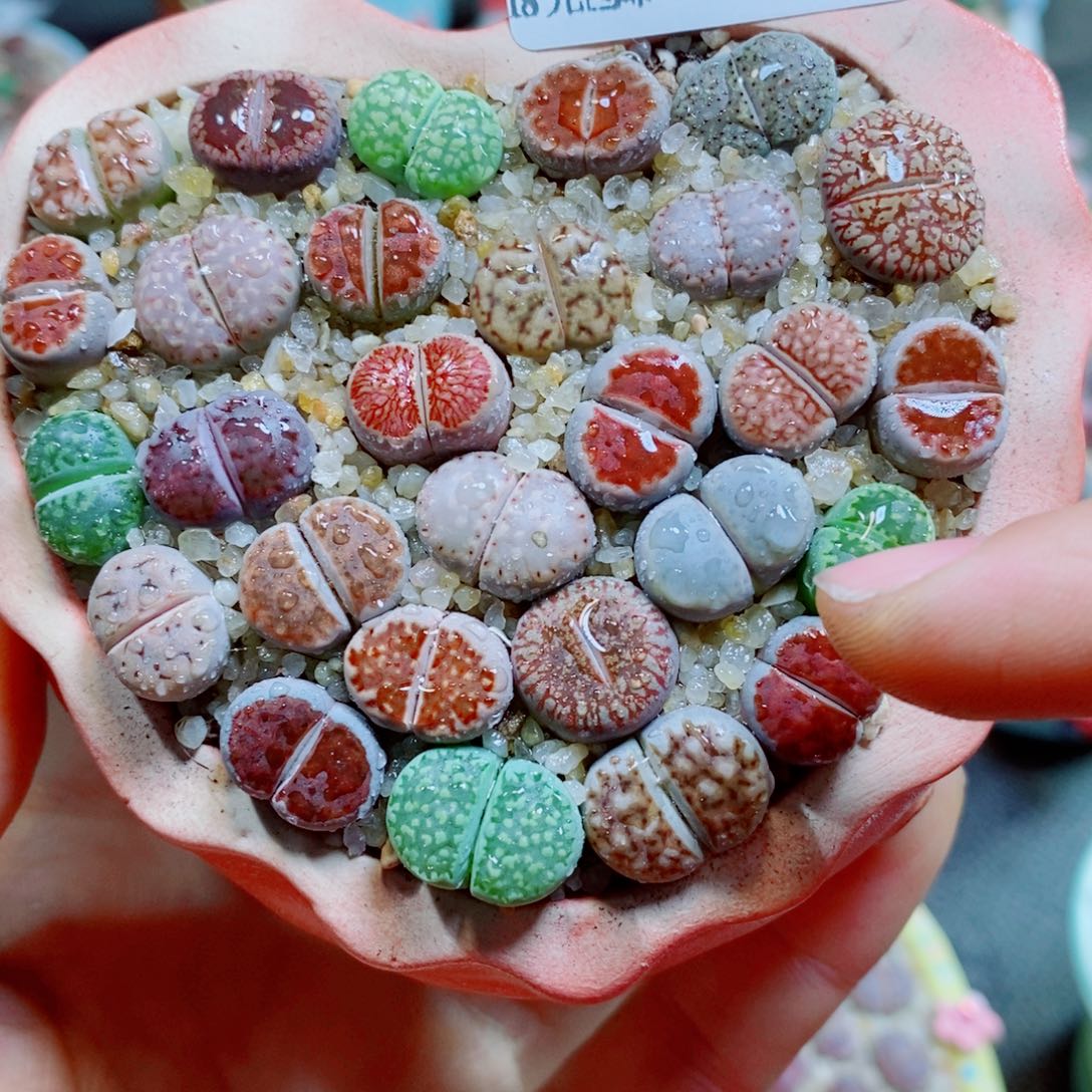生石花花花花花花花35
