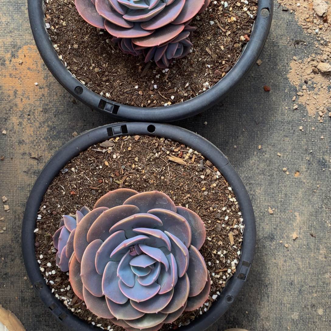 秋尘埃玫瑰多肉植物