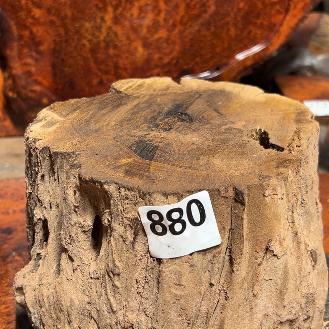 迈***学大果紫檀（缅甸花梨）