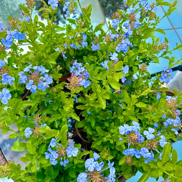 （新店福利发2盆）蓝雪花 蓝色花 全年超长花期耐晒易活阳台带盆发