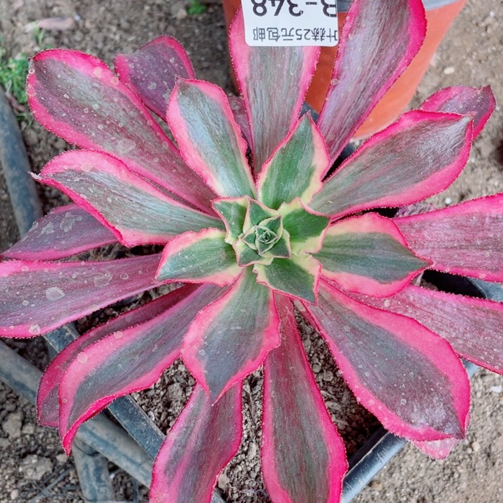 348魅影多肉12345678