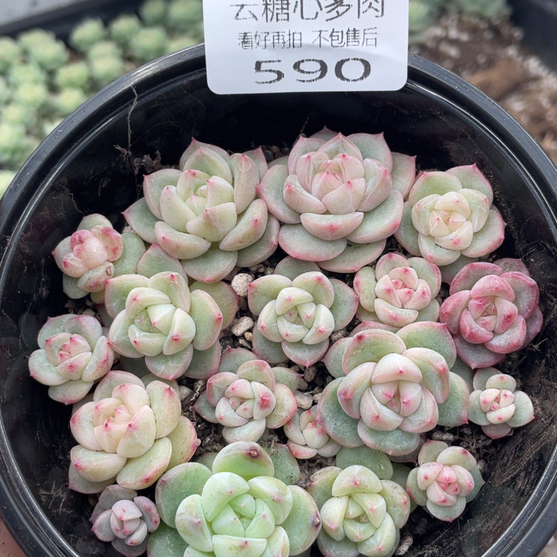 云糖心多肉植物590