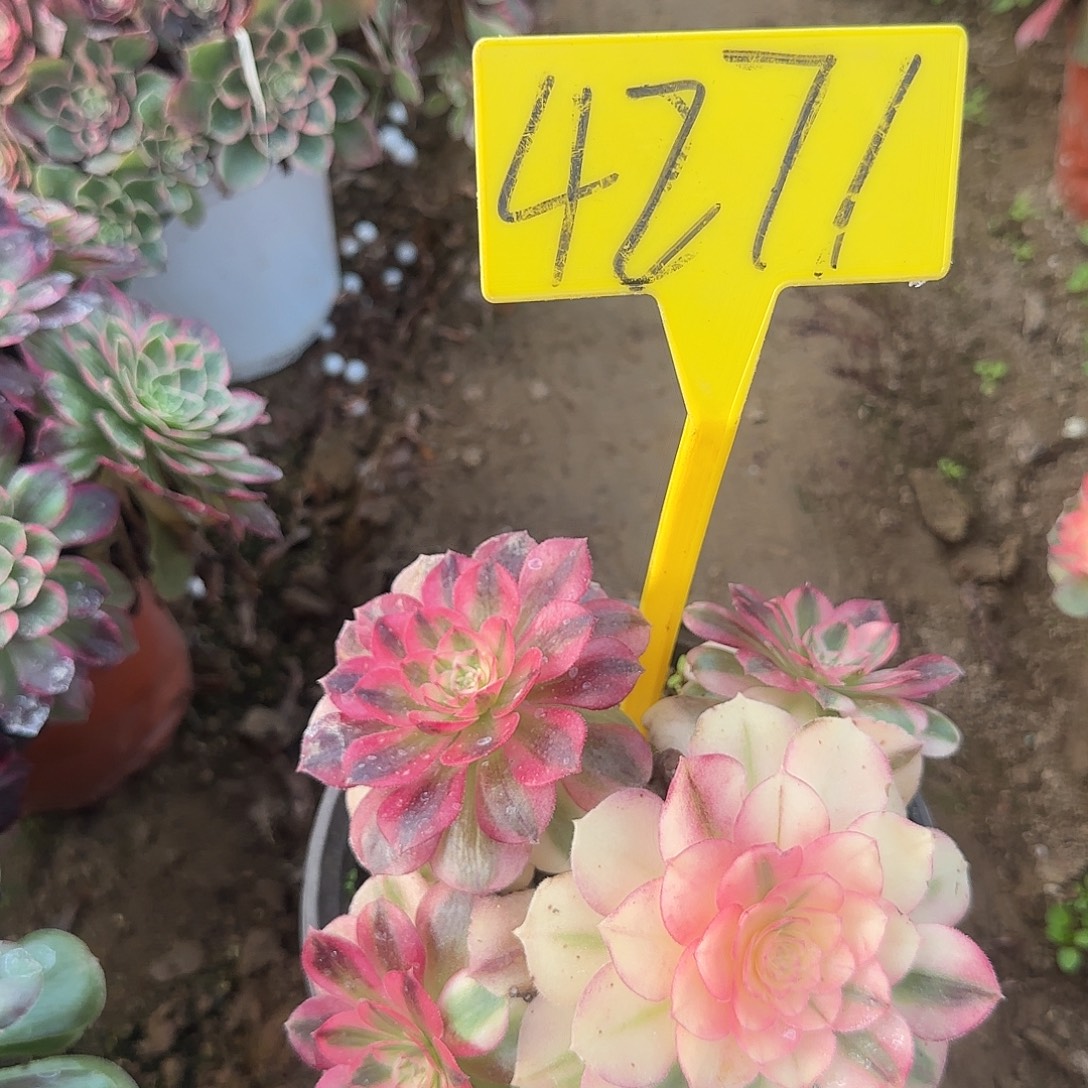 4271---荔枝多头多肉