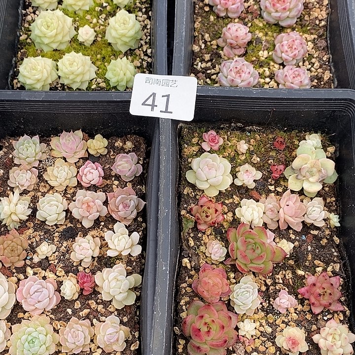 41 多肉植物盆栽花卉