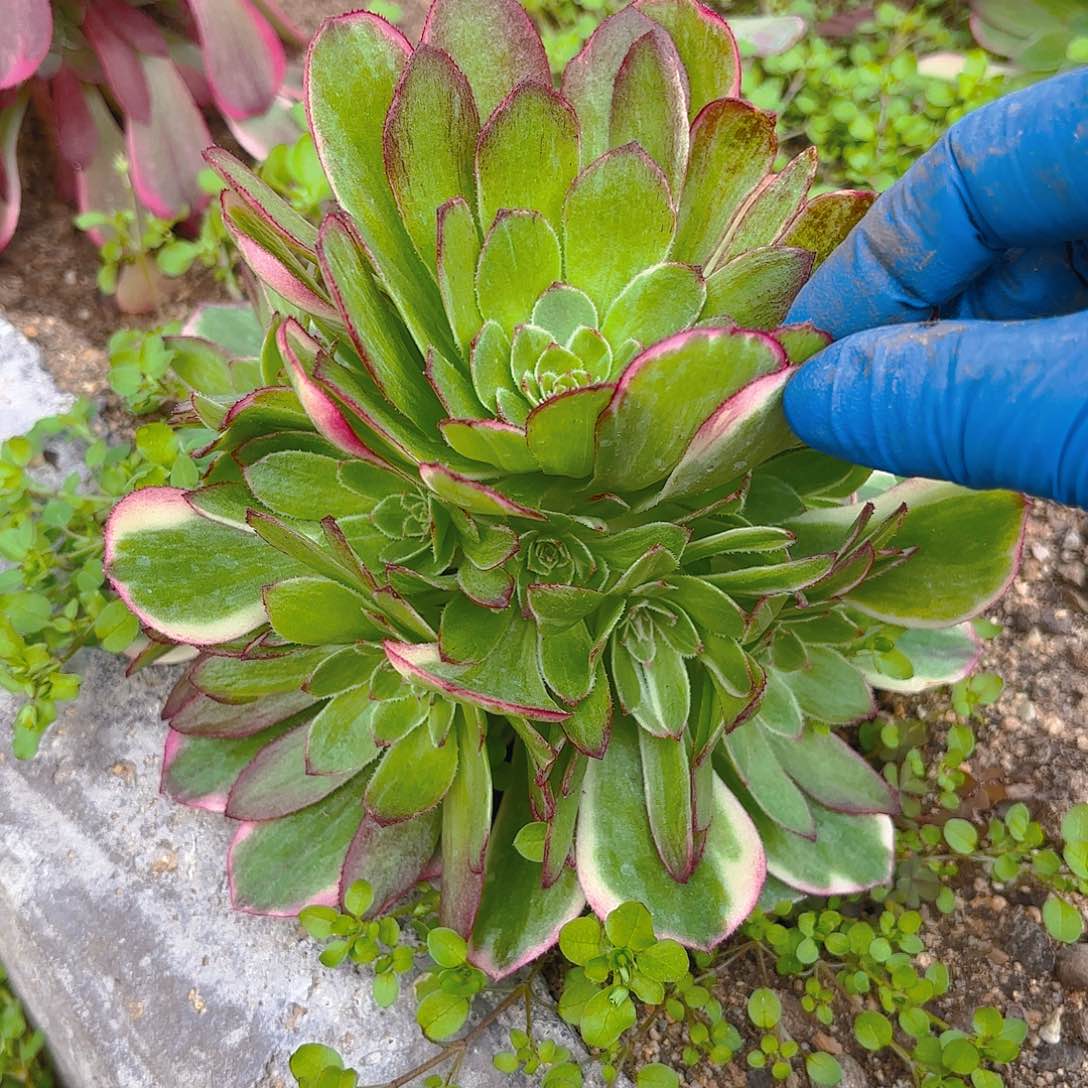 海王手捧多肉植物