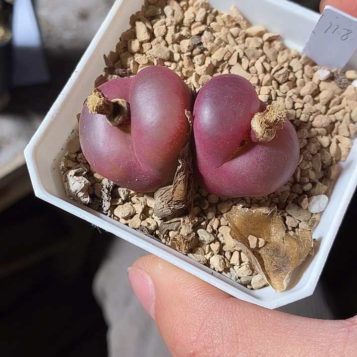 3338。  双头大颗红宝石翻唇。      