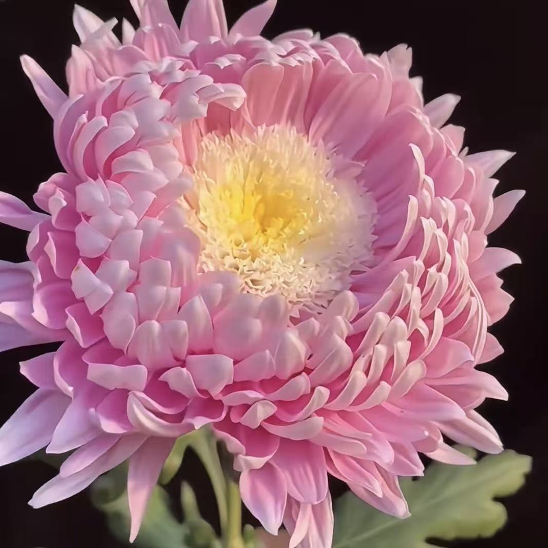 【粉色宝莲灯大花】盆栽球菊花苗阳台庭院爆花多年生耐热带花苞包邮