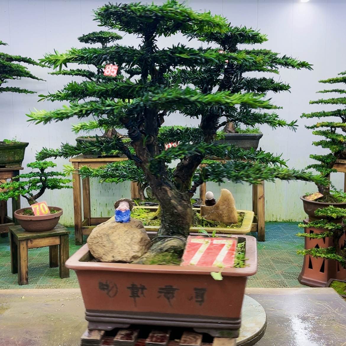 【闪购商品】无花朵