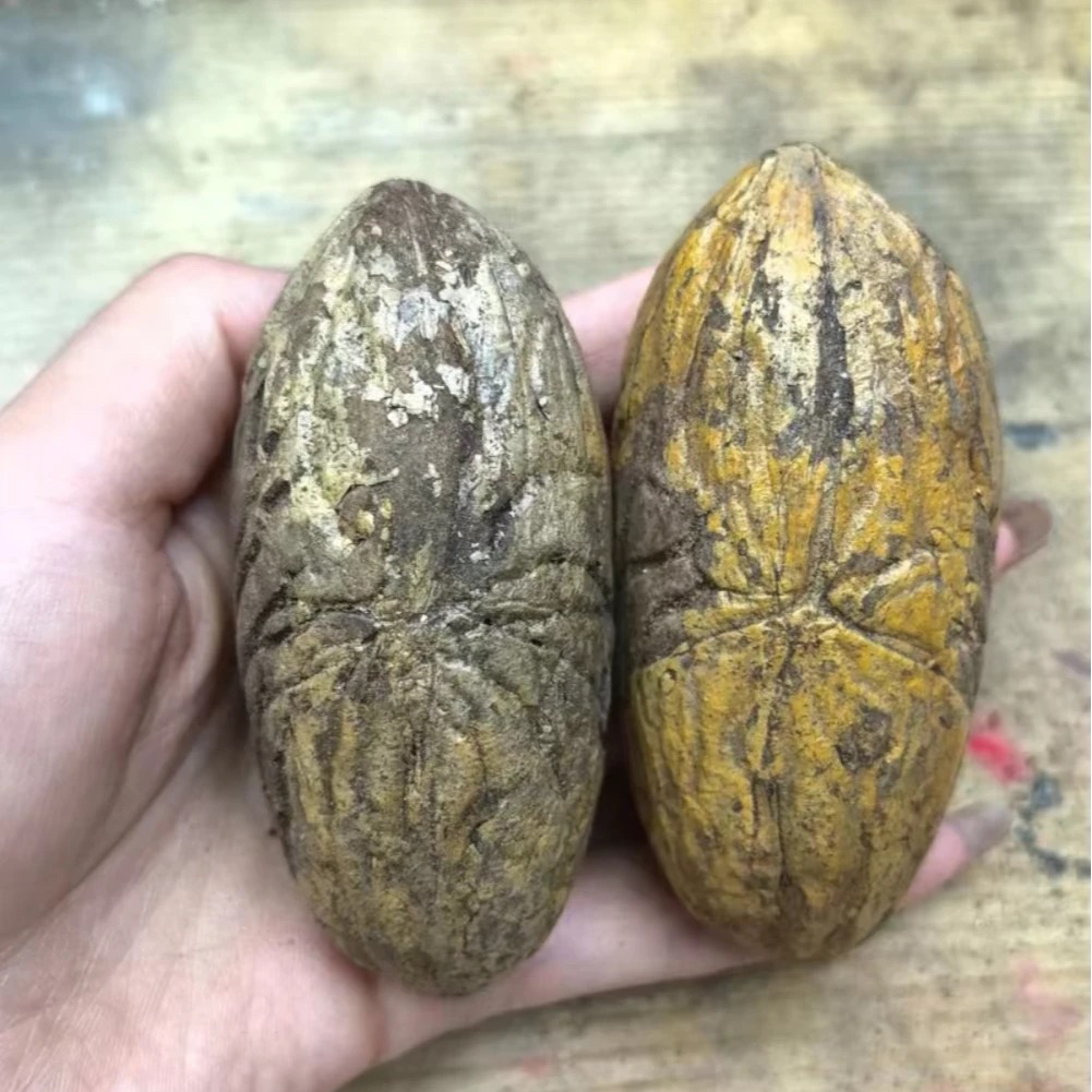 【老树果王】精选千眼菩提果【开果不退】可选长短绳，制作手把