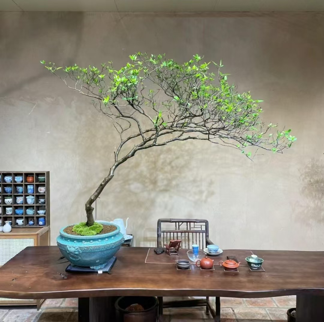 海岛精品栀子花 春花  石枫 直播间一物一拍