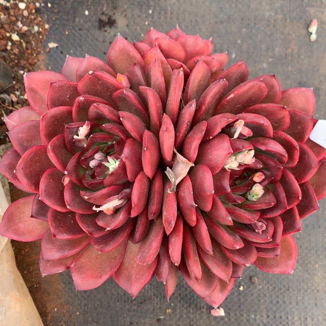 113杂交精品基地17厘米