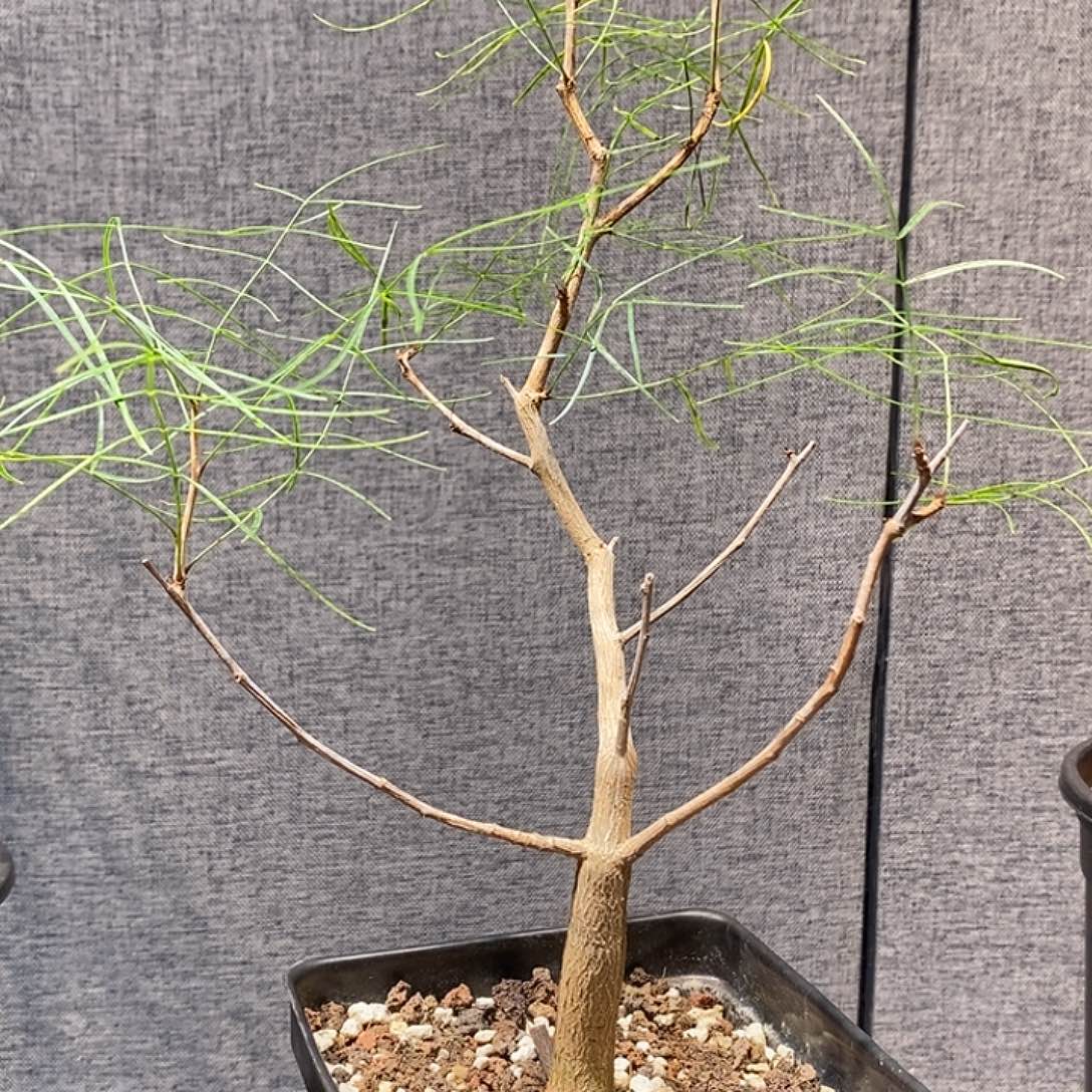 帕卡没药实生一颗