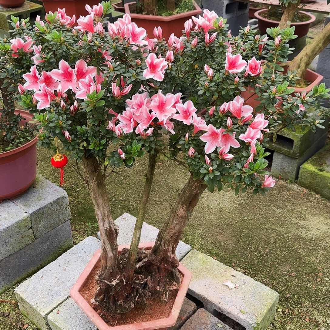 杜鹃盆景杜鹃老桩淦*森