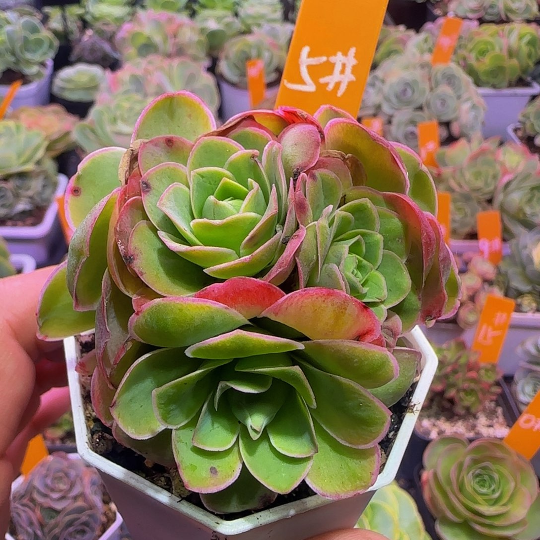 红袖 非偏远包邮玻璃心慎拍