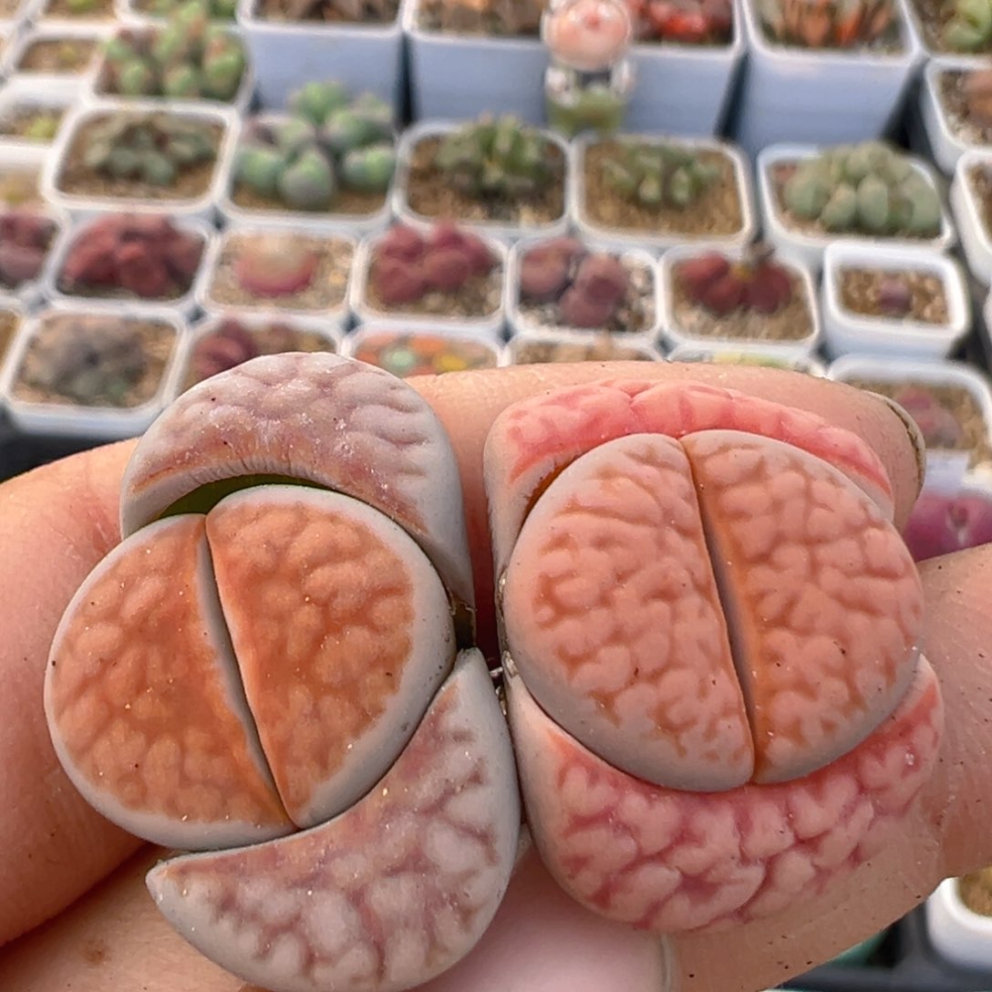 78多肉植物百科知识