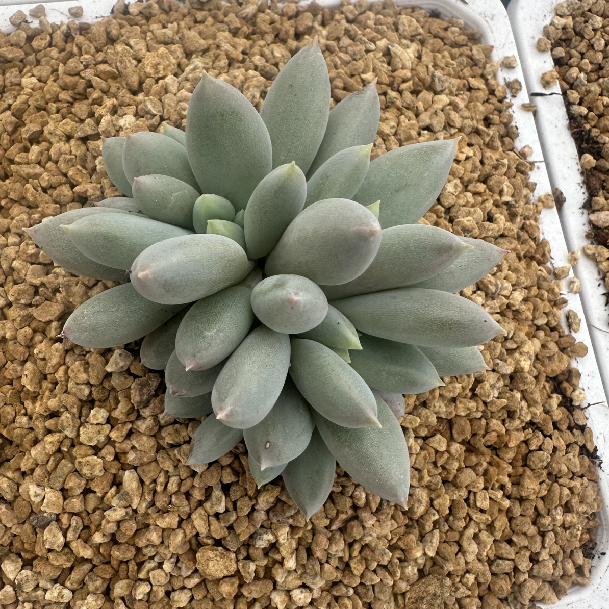 多肉植物哥特萝莉