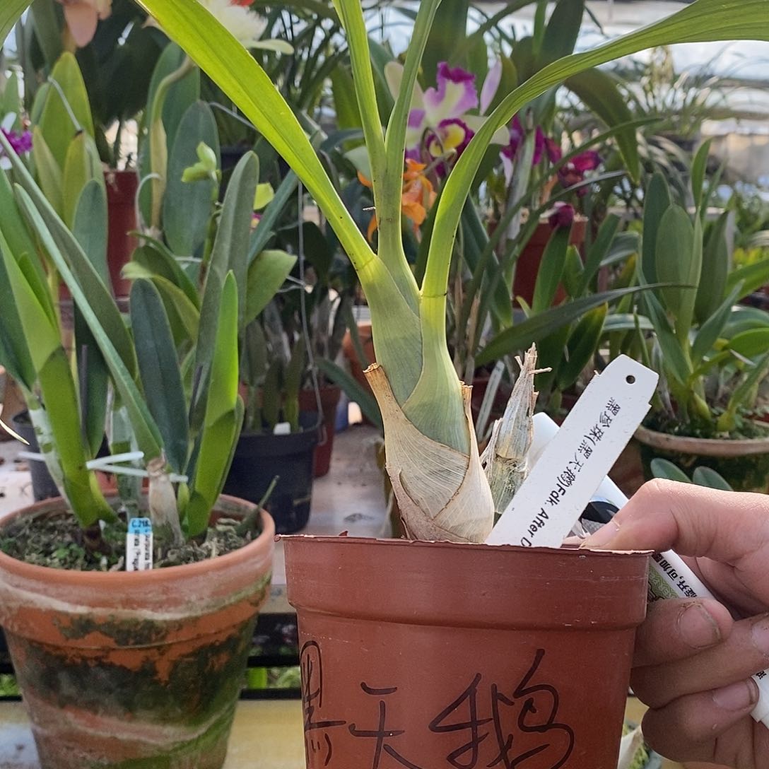 当前无花朵，栽培后可花朵1****5黑珍珠