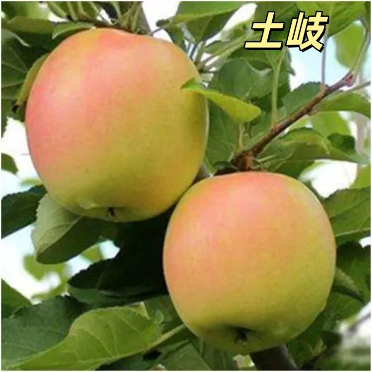土岐苹果树苗嫁接脱毒苗抗寒耐涝耐旱盆栽地栽大田种植基地直发苗