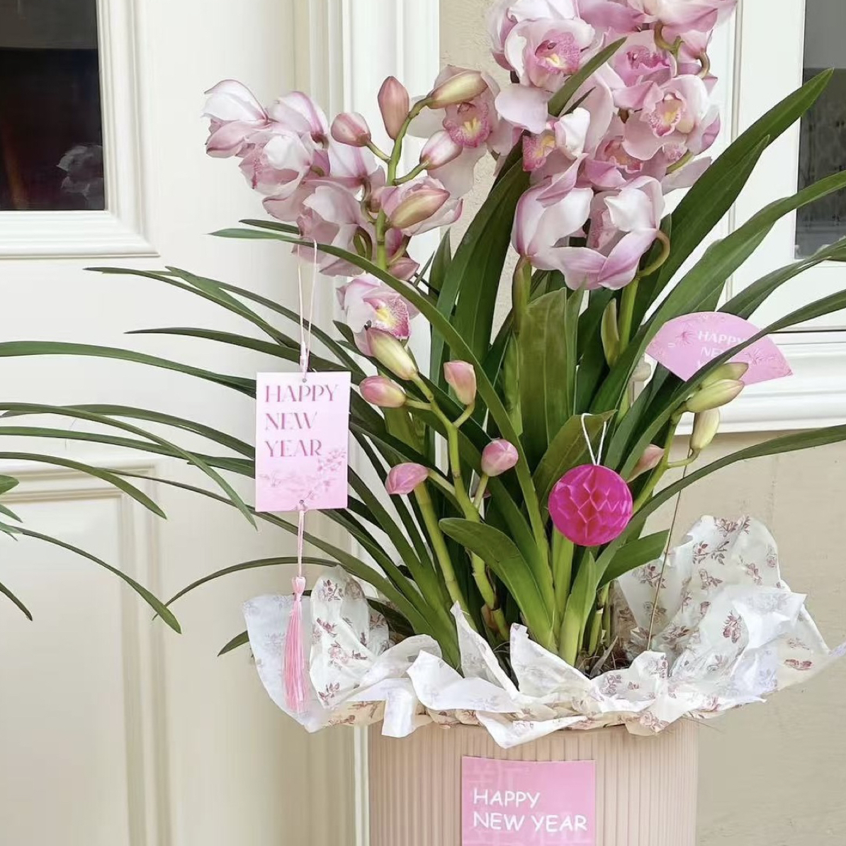 觅野•花间【超级福娘落地款】烛光粉色大花蕙兰直兰客厅室内盆栽