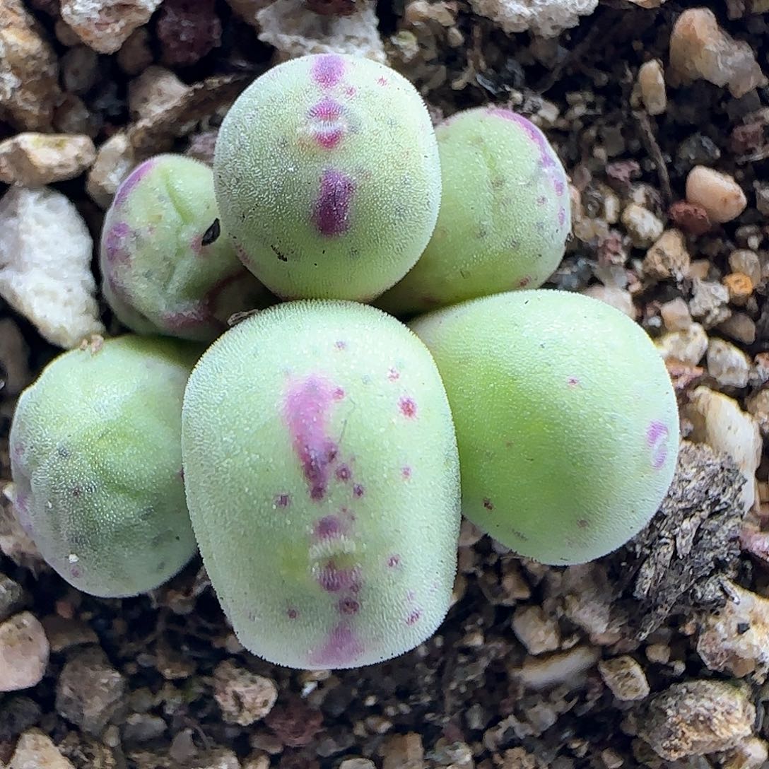 脱土年后发货a23965